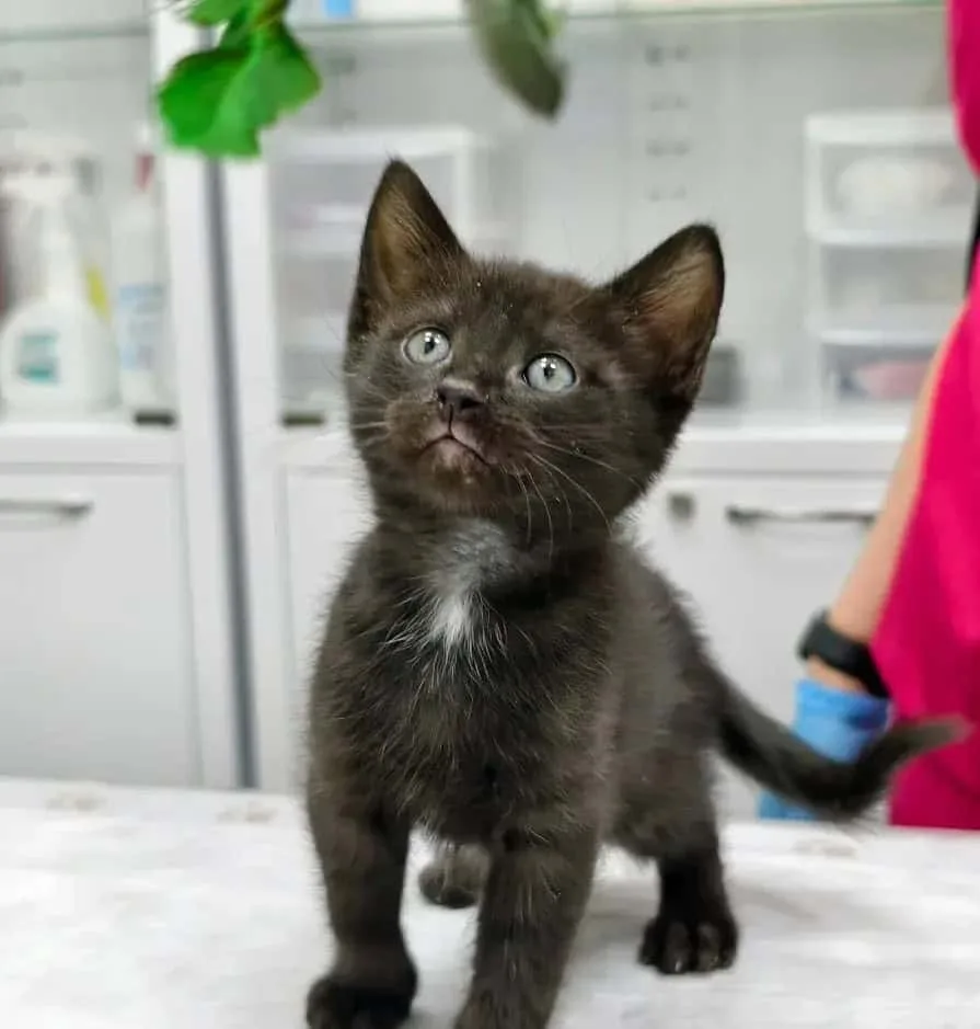 Котенок Войд, кот, Приют «Преданное сердце», Санкт-Петербург. Фото 2 из 6.