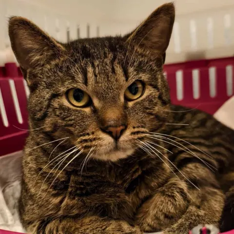 Рафик — кошка Около 5 лет, Санкт-Петербург