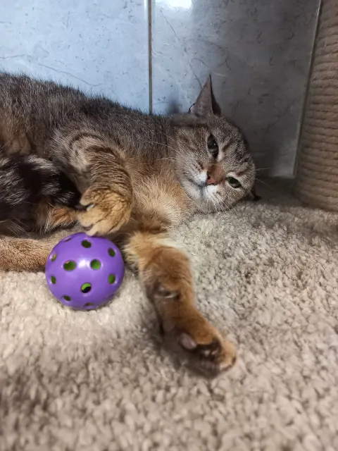 Степанида — кошка Около 5 лет, Санкт-Петербург