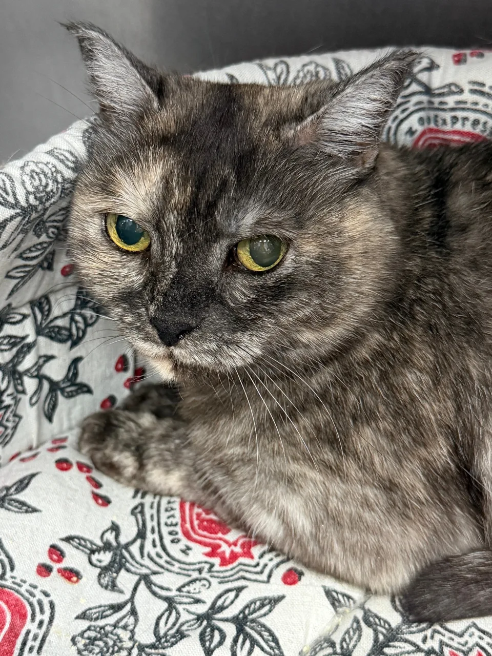Кошка Юля, кошка, Приют «Преданное сердце», Санкт-Петербург. Фото 1 из 3.