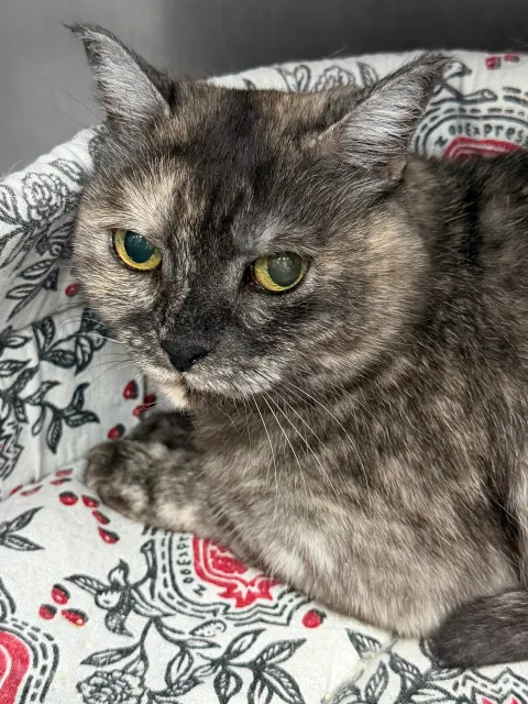 Юля — кошка Около 8 лет, Санкт-Петербург