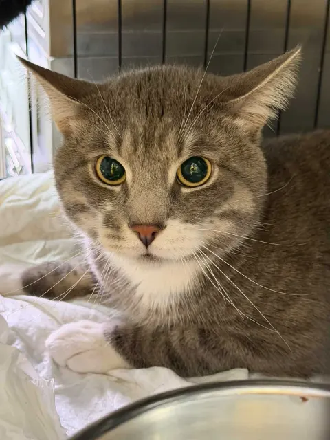 Лео — кошка Около 2 лет, Санкт-Петербург