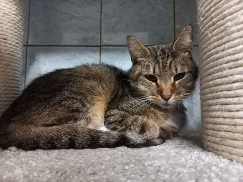 Леопольд — кошка Около 5 лет, Санкт-Петербург