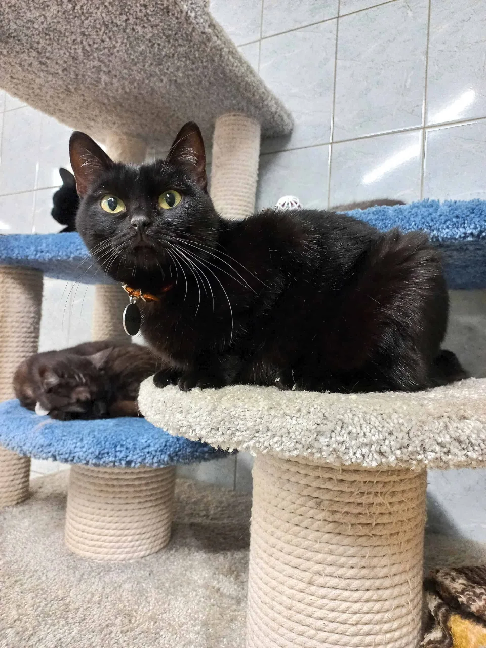 Кошка Клауд, кошка, Приют «Преданное сердце», Санкт-Петербург. Фото 2 из 8.