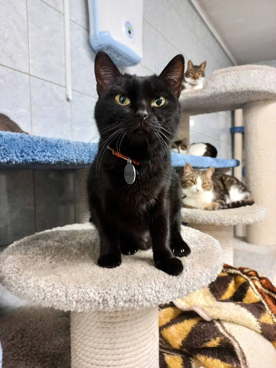 Кошка Клауд, кошка, Приют «Преданное сердце», Санкт-Петербург. Фото 8 из 8.