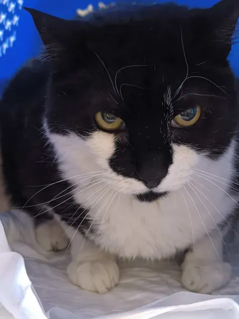 Нолик — кошка Около 13 лет, Санкт-Петербург