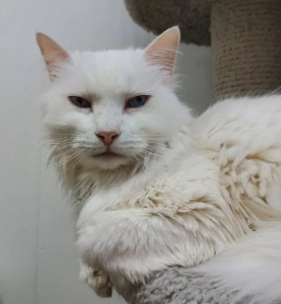 Кошка Зефир, кот, Приют «Преданное сердце», Санкт-Петербург. Фото 2 из 10.
