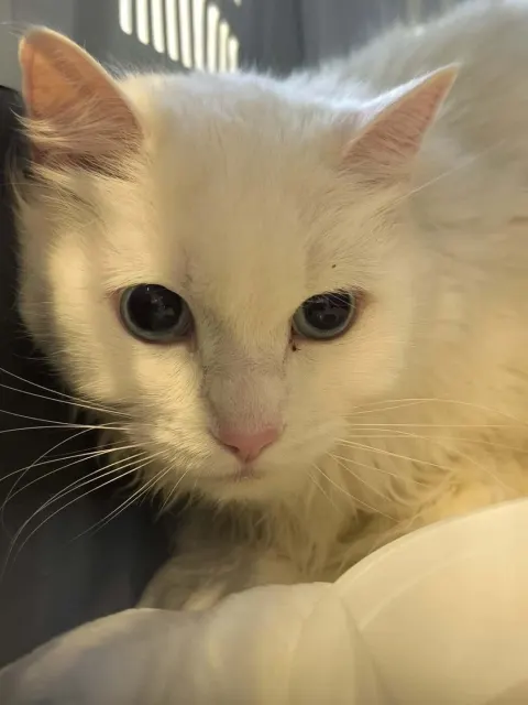 Зефир — кошка Около 11 лет, Санкт-Петербург