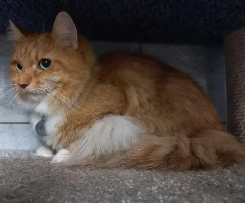 Фиджи — кошка Около 4 лет, Санкт-Петербург