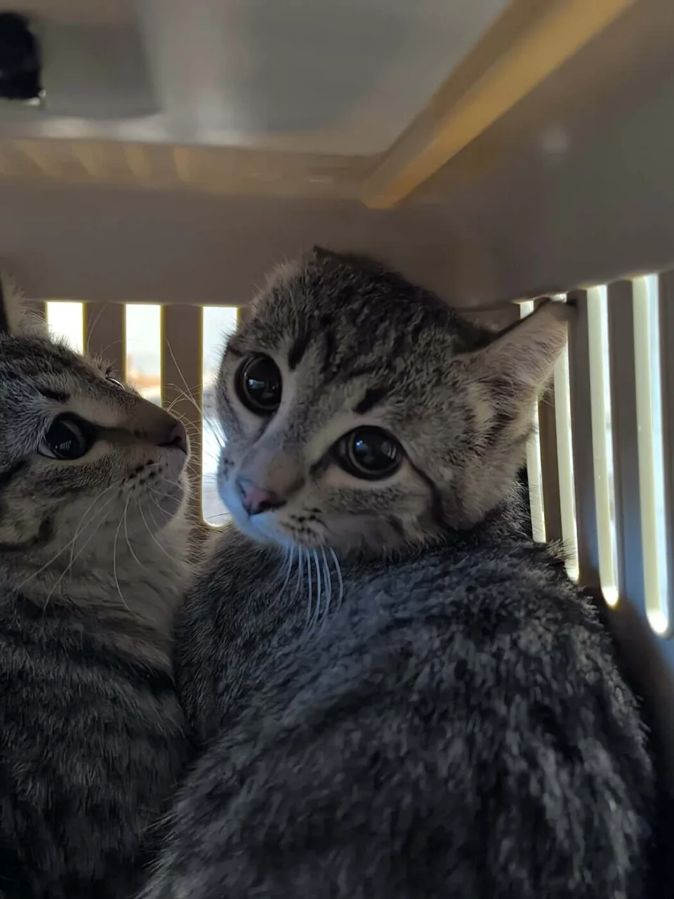 Кошка Карамелька, кошка, Приют «Преданное сердце», Санкт-Петербург. Фото 2 из 4.