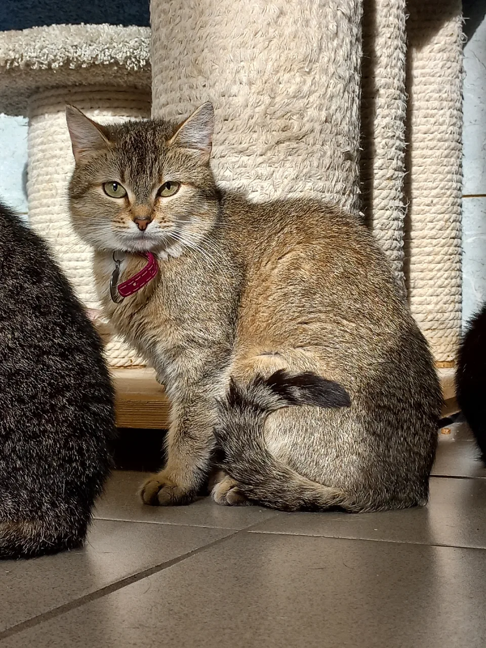 Кошка Амина, кошка, Приют «Преданное сердце», Санкт-Петербург. Фото 8 из 9.