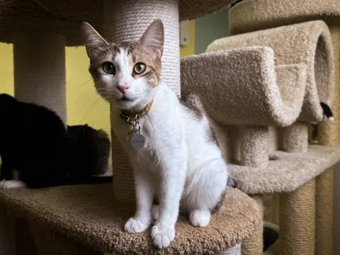 Алишер — кошка Около 1 года, Санкт-Петербург