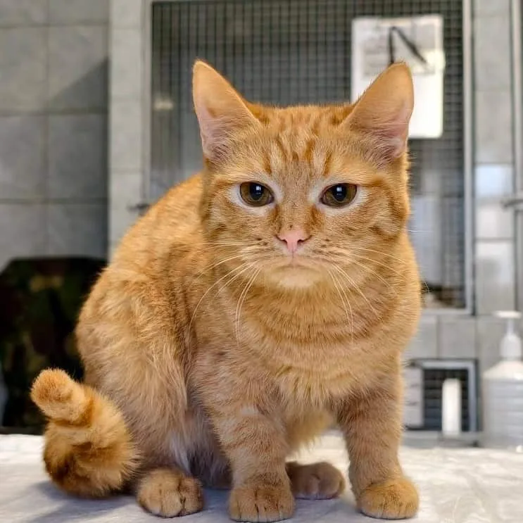 Кошка Сердечко, кошка, Приют «Преданное сердце», Санкт-Петербург. Фото 6 из 8.