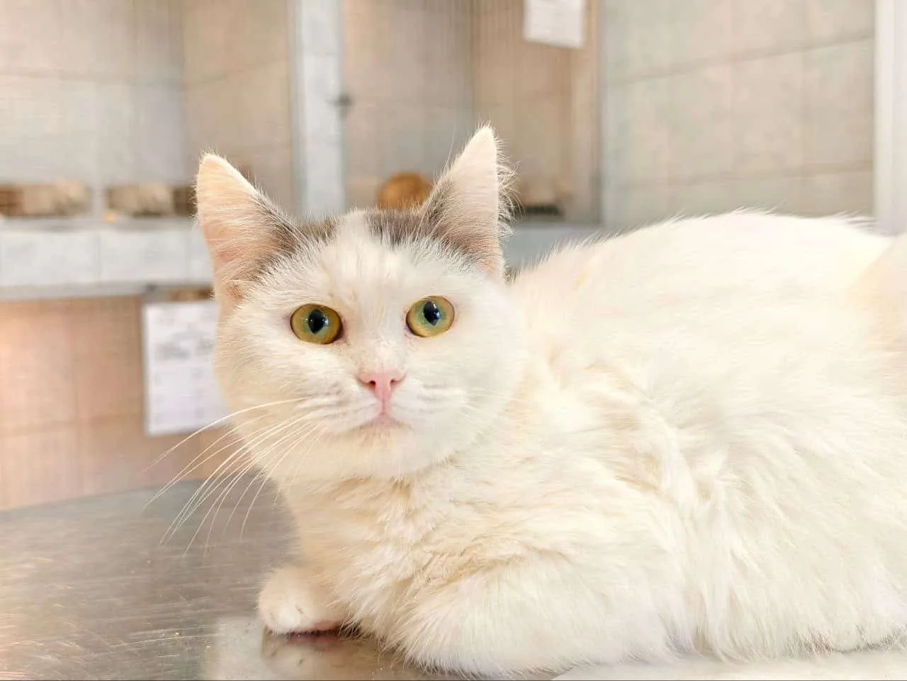 Кошка Далила, кошка, Приют «Преданное сердце», Санкт-Петербург. Фото 1 из 8.