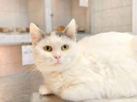 Далила — кошка Около 1 года, Санкт-Петербург