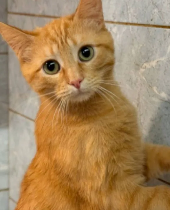 Кошка Милтон, кот, Приют «Преданное сердце», Санкт-Петербург. Фото 2 из 11.