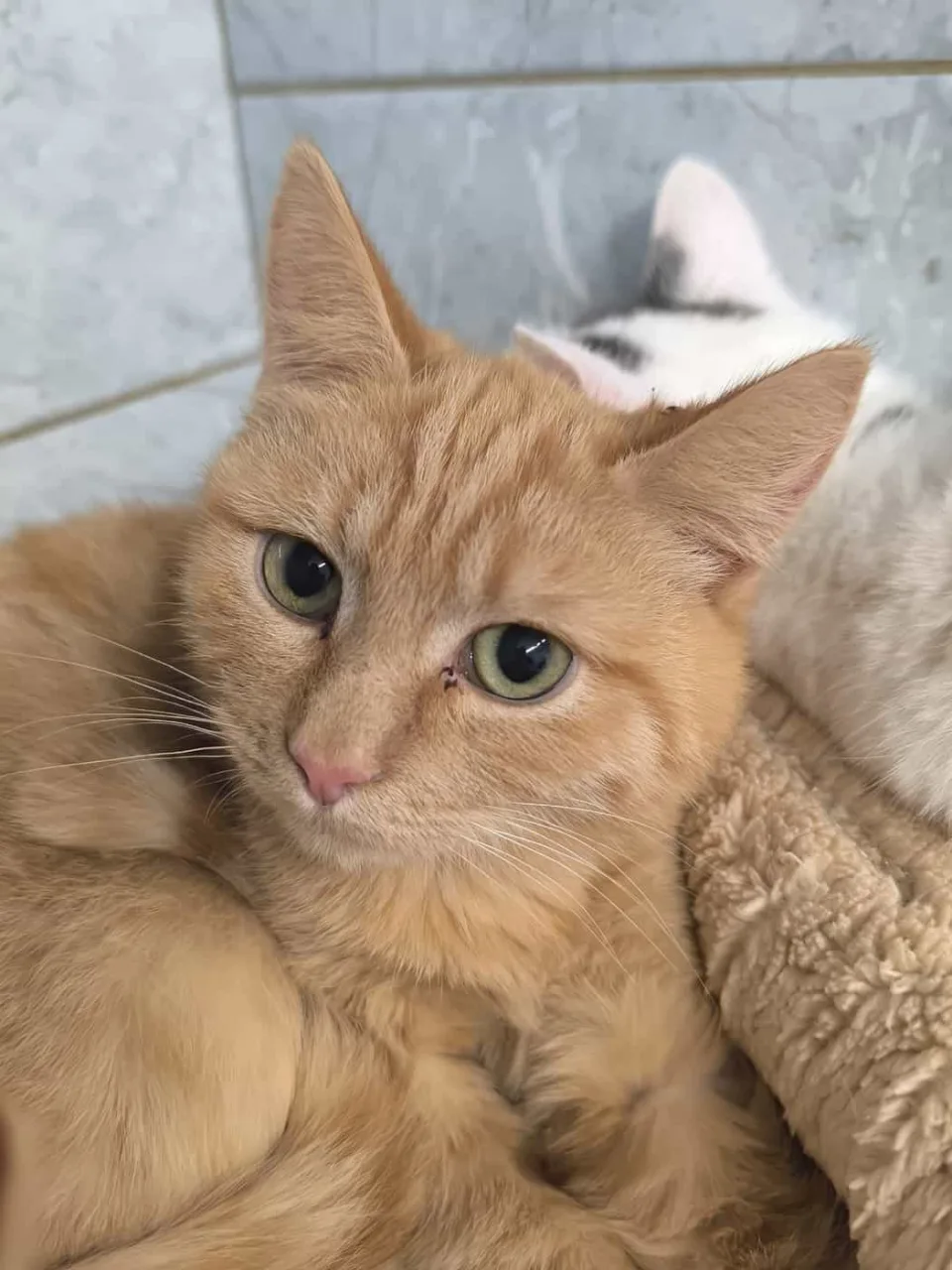 Кошка Милтон, кот, Приют «Преданное сердце», Санкт-Петербург. Фото 3 из 11.