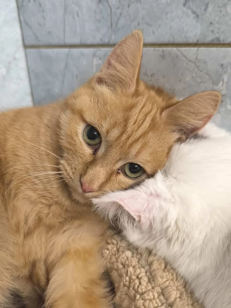 Кошка Милтон, кот, Приют «Преданное сердце», Санкт-Петербург. Фото 4 из 11.