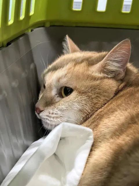 Сана — кошка Около 4 лет, Санкт-Петербург