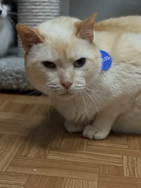 Авель — кошка Около 6 лет, Санкт-Петербург