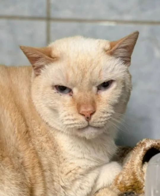 Кошка Авель, кот, Приют «Преданное сердце», Санкт-Петербург. Фото 2 из 7.