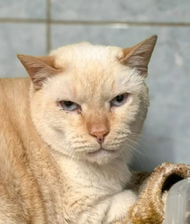 Кошка Авель, кот, Приют «Преданное сердце», Санкт-Петербург. Фото 4 из 7.