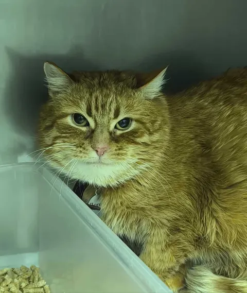 Лоракс — кошка Около 5 лет, Санкт-Петербург