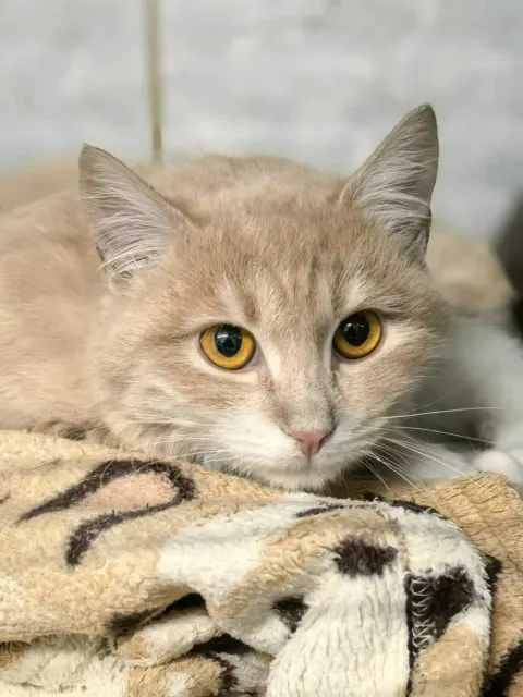 Дэшер — кошка Около 1 года, Санкт-Петербург