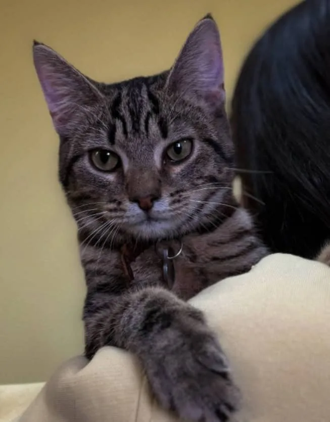 Кошка Клаус, кот, Приют «Преданное сердце», Санкт-Петербург. Фото 2 из 9.