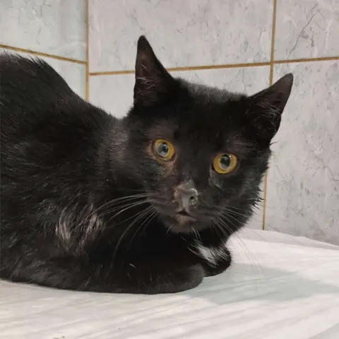 Ульна — кошка Около 7 лет, Санкт-Петербург