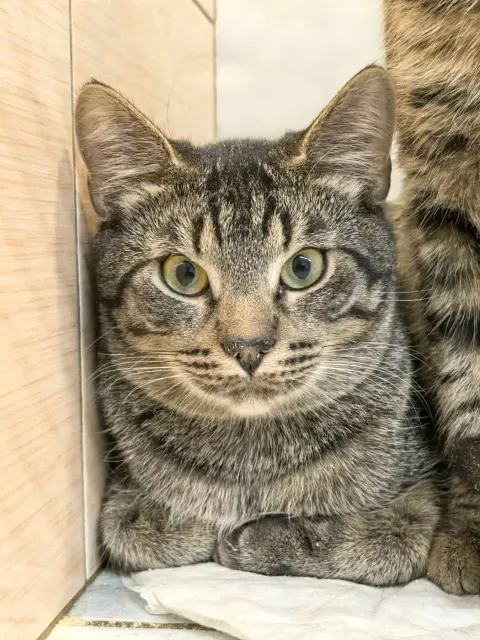 Цедрик — кошка Около 1 года, Санкт-Петербург