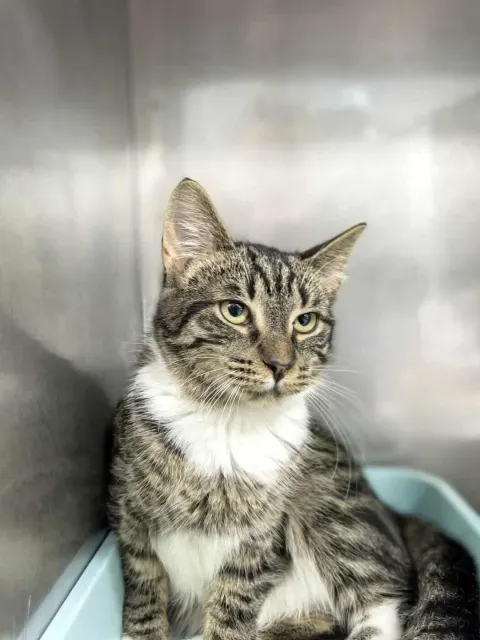 Радмила — кошка Около 1 года, Санкт-Петербург