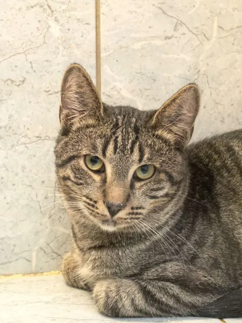 Тюльпан — кошка Около 1 года, Санкт-Петербург