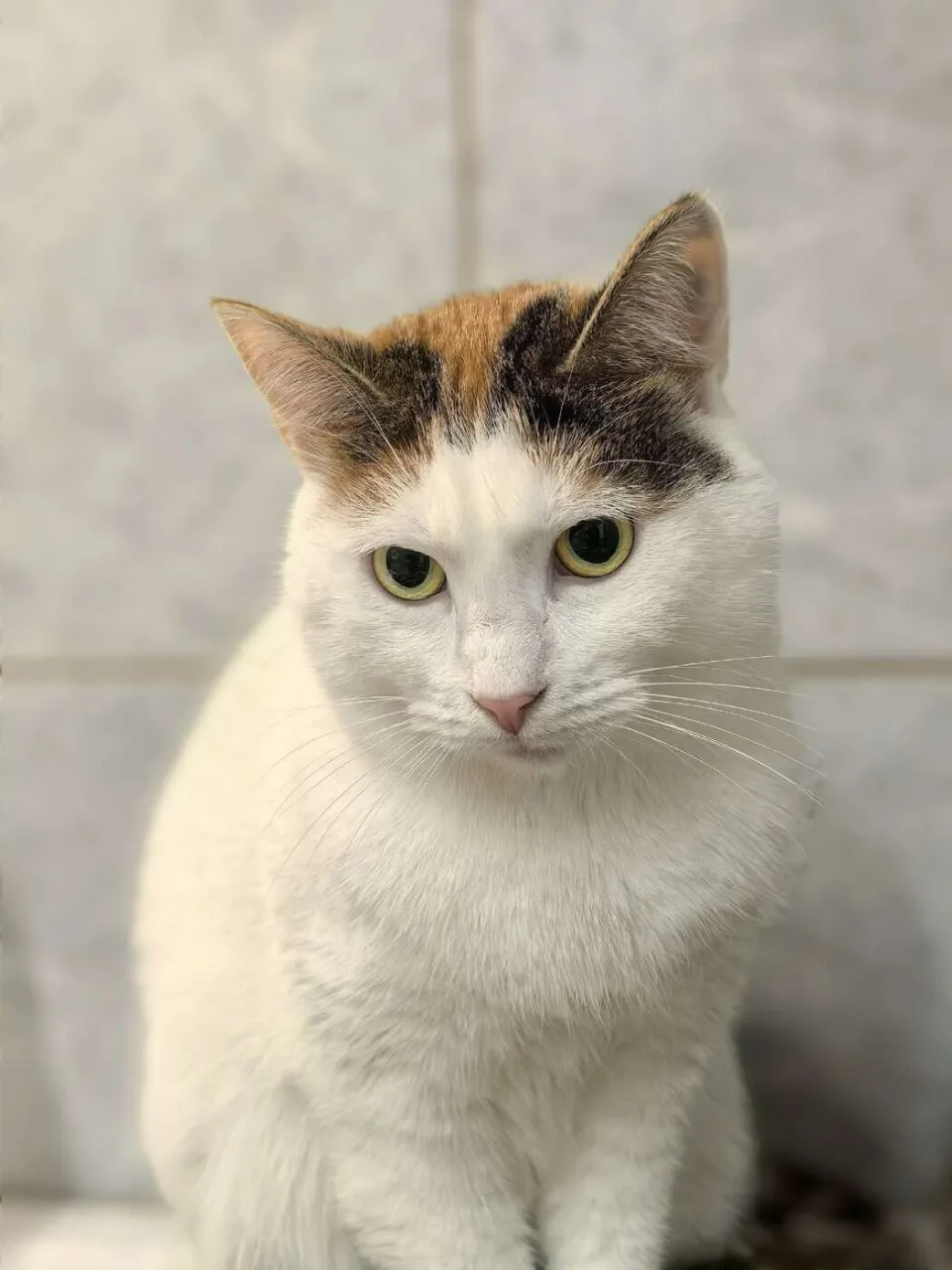 Кошка Лида, кошка, Приют «Преданное сердце», Санкт-Петербург. Фото 1 из 3.