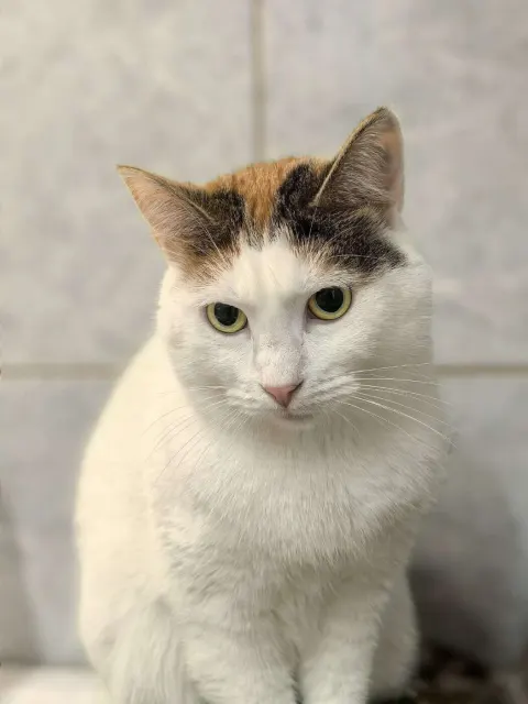 Лида — кошка Около 2 лет, Санкт-Петербург