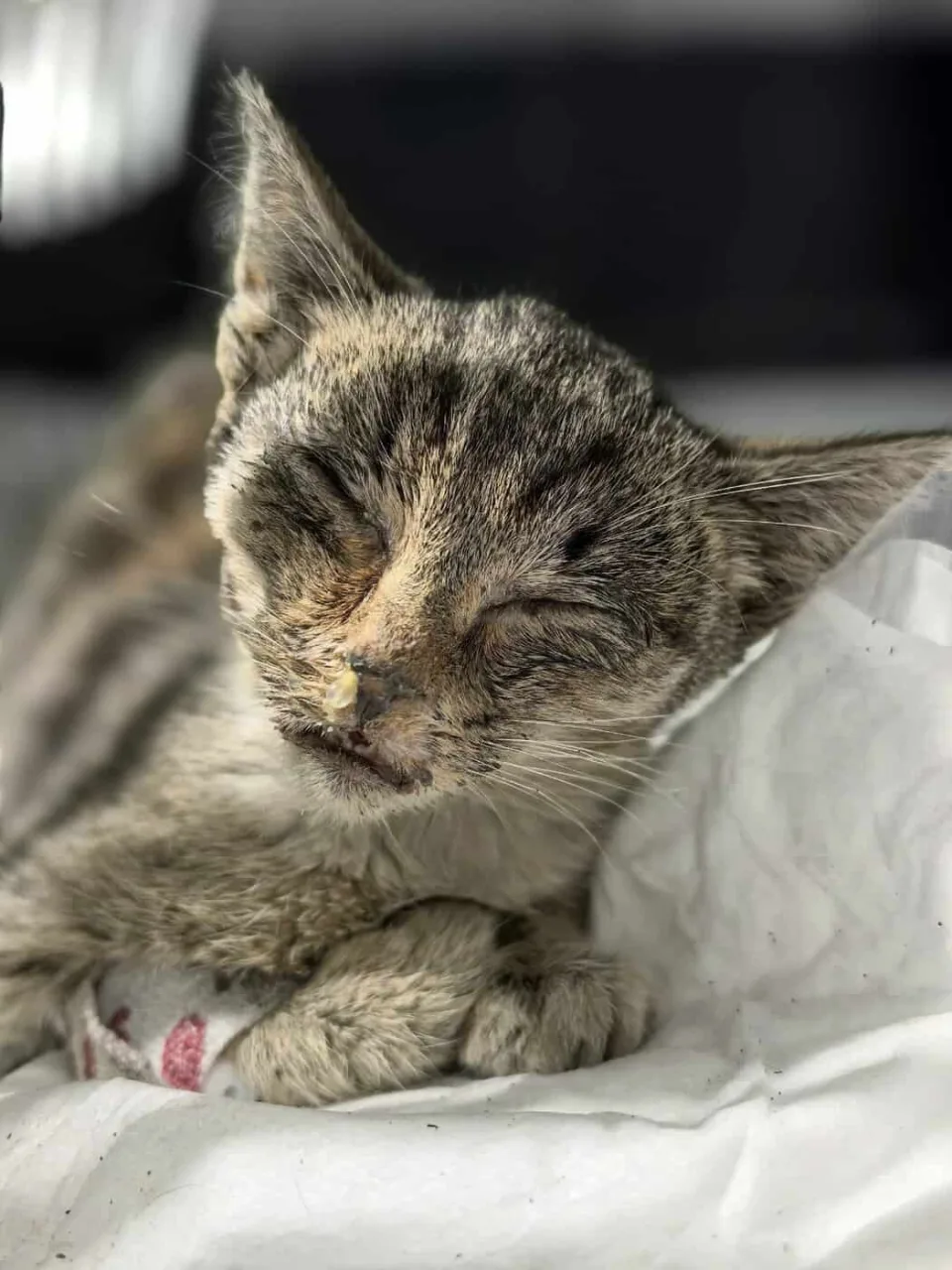 Кошка Мазут, кот, Приют «Преданное сердце», Санкт-Петербург. Фото 2 из 6.