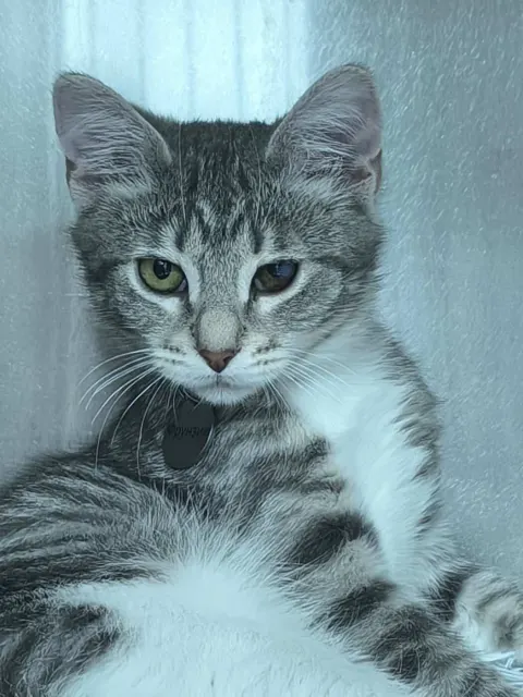 Фрунзик — кошка Около 1 года, Санкт-Петербург