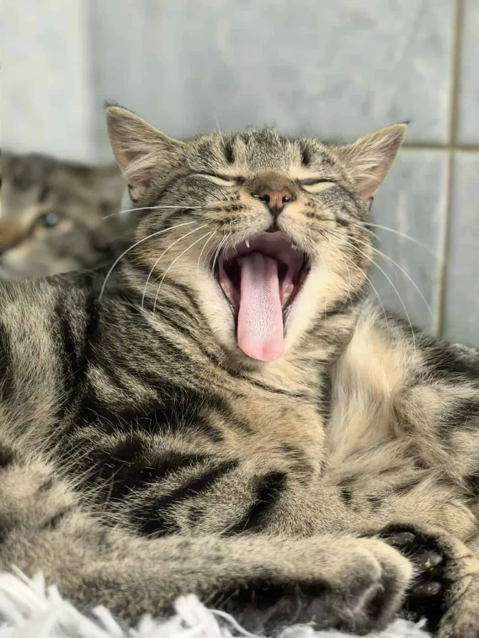 Кошка Елисей, кот, Приют «Преданное сердце», Санкт-Петербург. Фото 7 из 12.