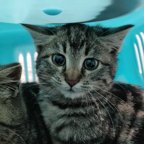 Аврора — кошка Около 1 года, Санкт-Петербург