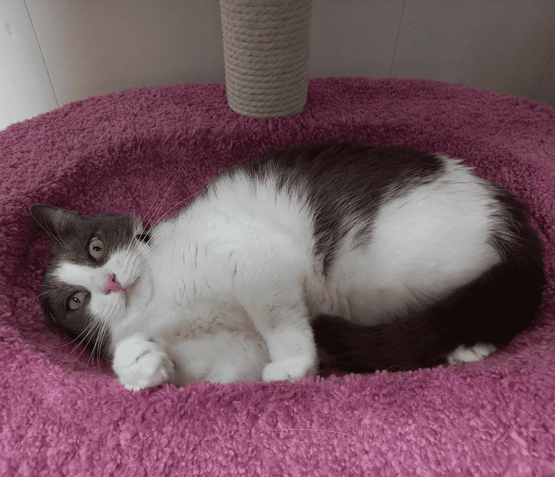 Кошка Лила, кошка, Приют «Преданное сердце», Санкт-Петербург. Фото 1 из 4.