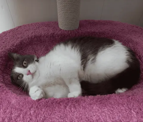 Лила — кошка Около 7 лет, Санкт-Петербург