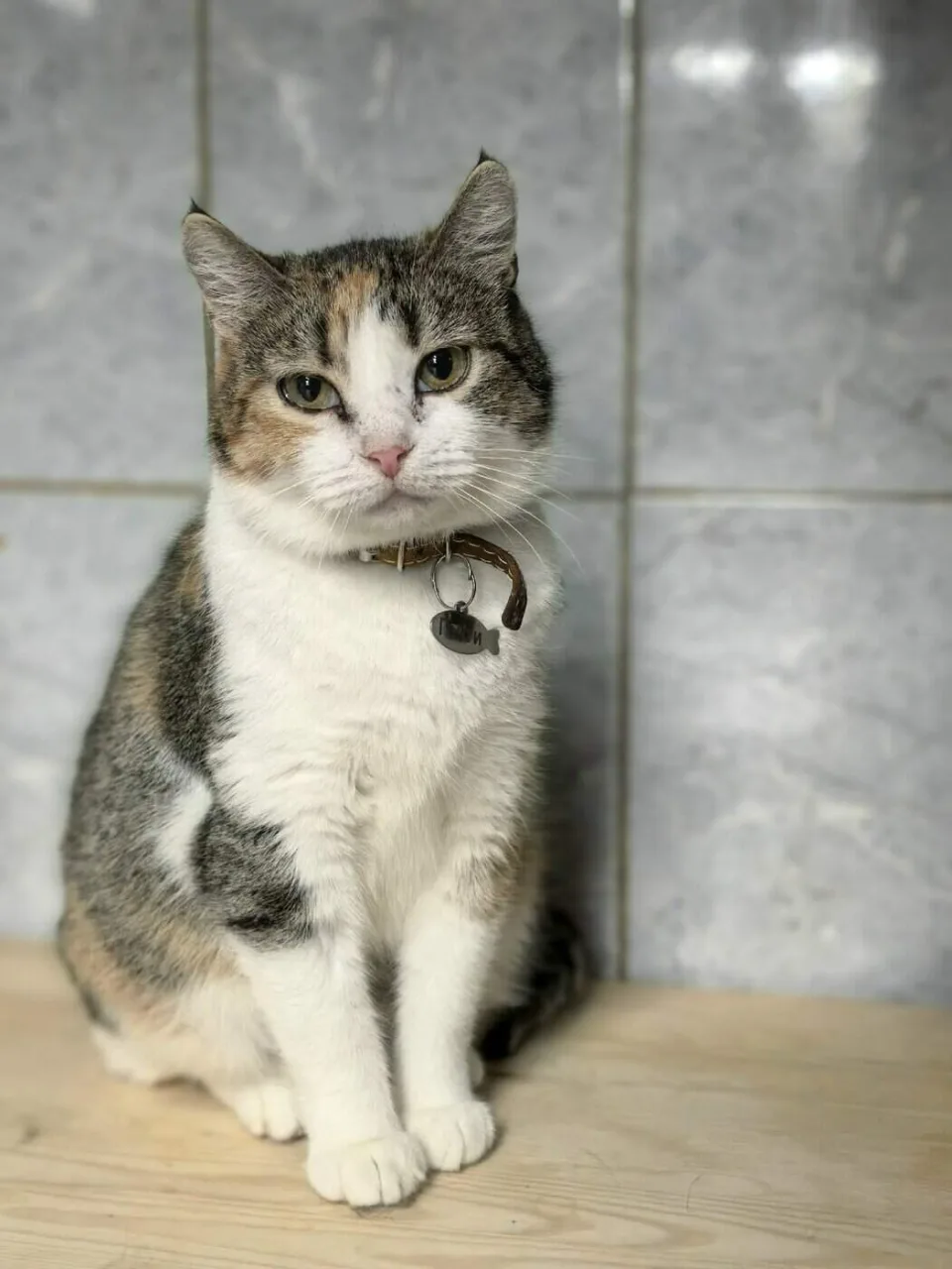 Кошка Гаити, кошка, Приют «Преданное сердце», Санкт-Петербург. Фото 3 из 3.