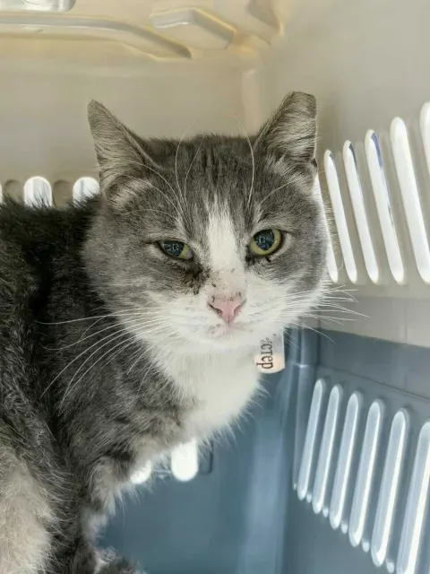 Бустер — кошка Около 3 лет, Санкт-Петербург