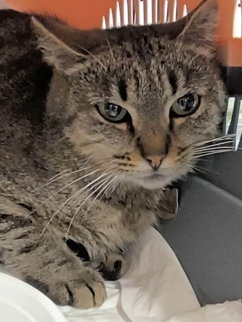 Васяша — кошка Около 3 лет, Санкт-Петербург