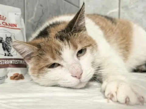 Ангара — кошка Около 3 лет, Санкт-Петербург