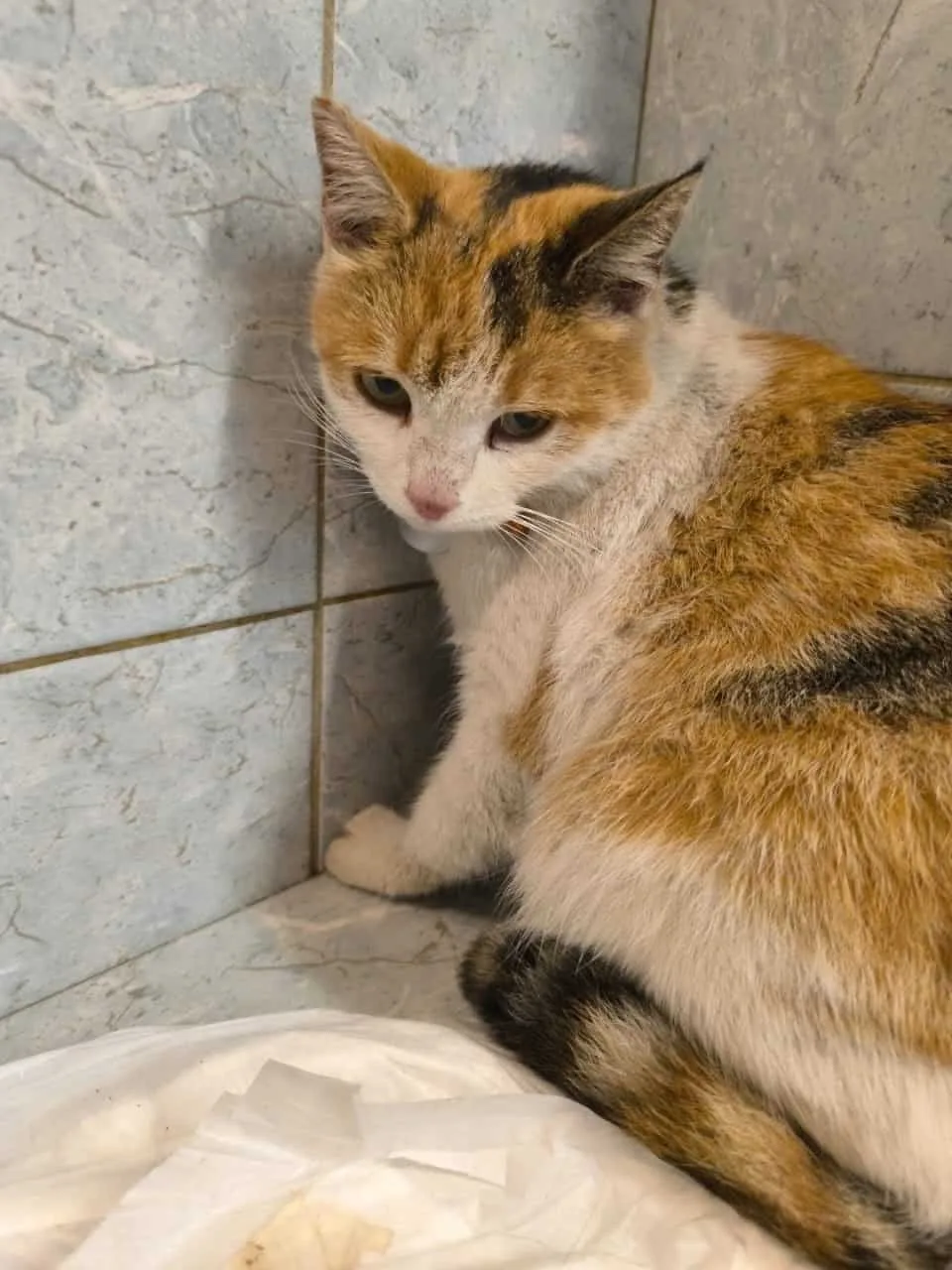 Кошка Ангара, кошка, Приют «Преданное сердце», Санкт-Петербург. Фото 3 из 7.