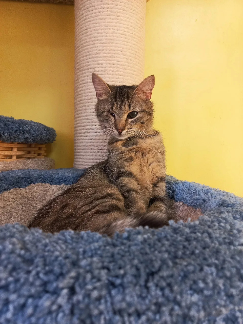 Кошка Аюша, кошка, Приют «Преданное сердце», Санкт-Петербург. Фото 4 из 7.