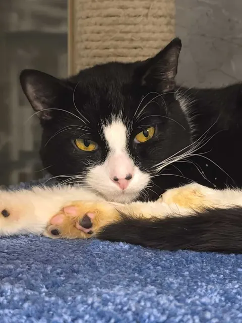 Патрик — кошка Около 2 лет, Санкт-Петербург