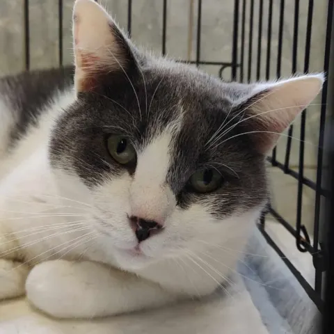 Чикс — кошка Около 7 лет, Санкт-Петербург