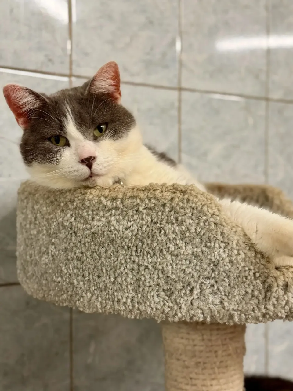 Кошка Чикс, кот, Приют «Преданное сердце», Санкт-Петербург. Фото 8 из 8.